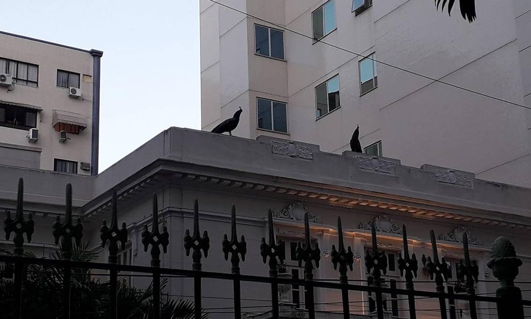 Cinco pavões vivem no terreno do Museu da República Foto: Reprodução/Redes Sociais