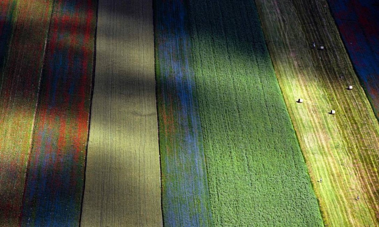 Imagem aérea mostra bem as faixas coloridas formadas pelas flores nos campos de Castelluccio de Norcia, na Itália Foto: TIZIANA FABI / AFP