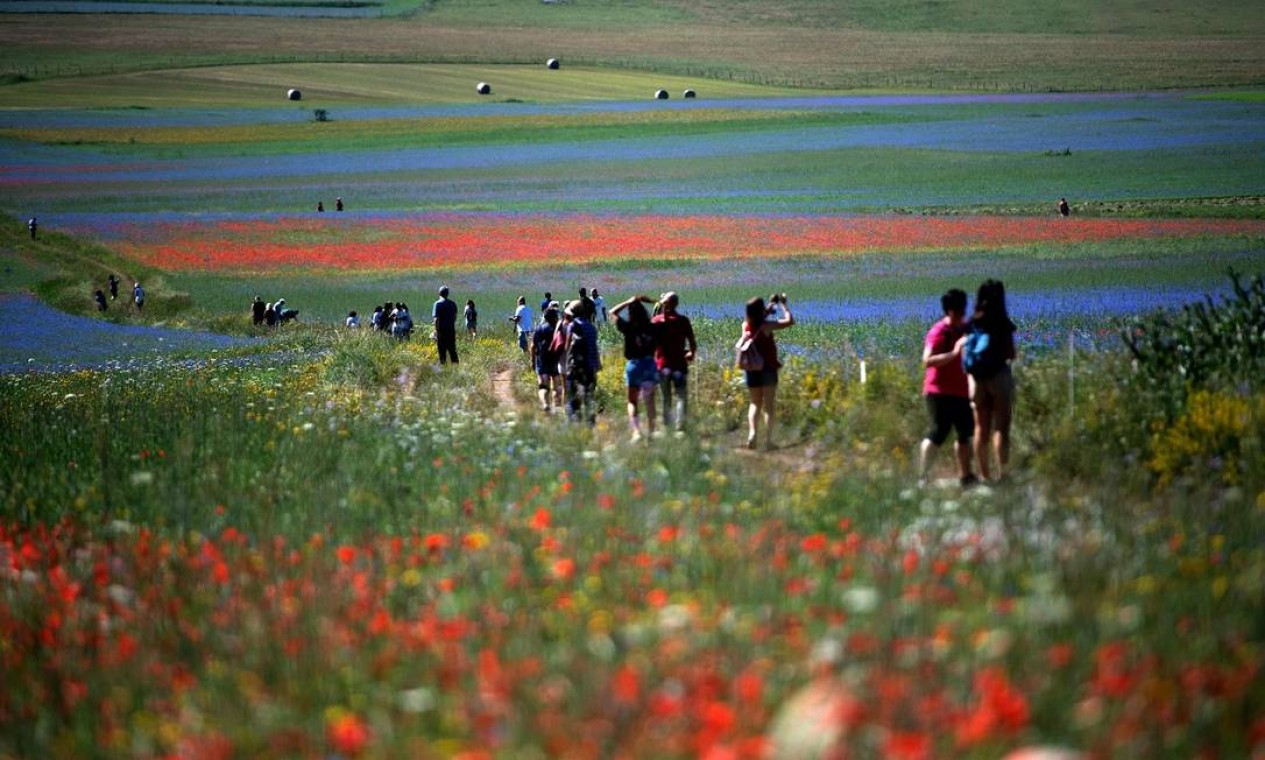 Durante o período de La Fiorata, turistas invadem os campos de flores e lentilhas de Castelluccio di Norcia, na Úmbria, região central da Itália Foto: TIZIANA FABI / AFP