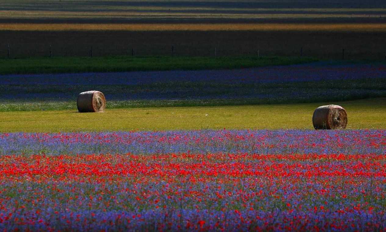 Os campos floridos de Castelluccio di Norcia, na Úmbria, região central da Itália Foto: GUGLIELMO MANGIAPANE / REUTERS