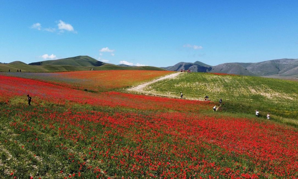 Aos pés dos Montes Sibillini, os campos de Castelluccio di Norcia são tomados pelas cores das flores silvestres entre maio e julho Foto: VINCENZO PINTO / AFP
