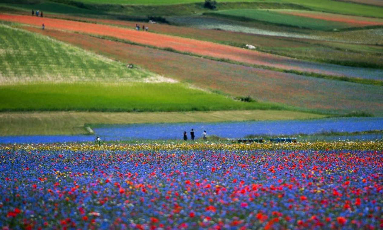 Os campos floridos de Castelluccio di Norcia, na Úmbria, região central da Itália Foto: TIZIANA FABI / AFP