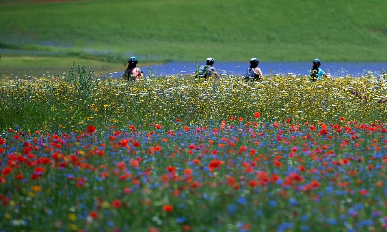 Passeios de bicicleta também são muito populares entre os turistas que visitam os campos floridos de Castelluccio di Norcia, na Úmbria, região central da Itália Foto: TIZIANA FABI / AFP