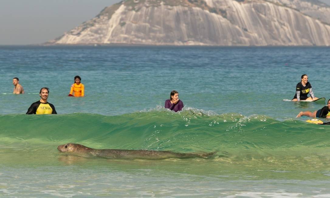 Elefante-marinho nadou em meio aos surfistas Foto: Reprodução Instagram / @helenabarretophoto
