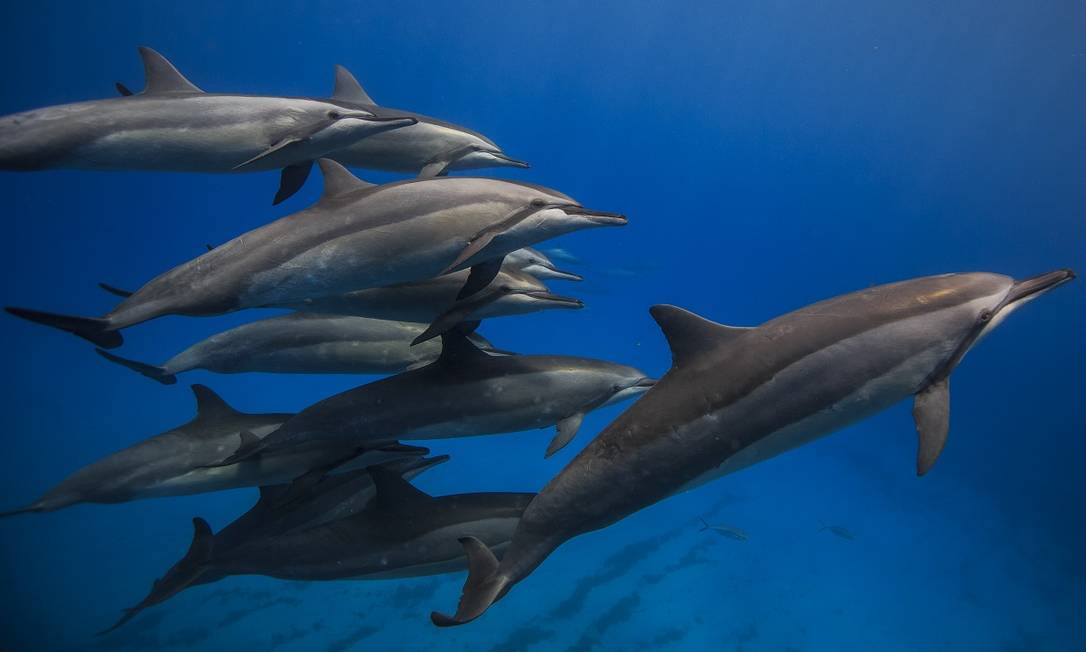 Golfinhos-rotadores são as estrelas de Fernando de Noronha Foto: Divulgação