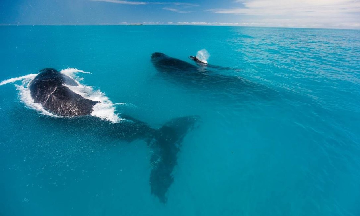 Baleias-jubartes em Abrolhos, no Sul da Bahia Foto: Divulgação