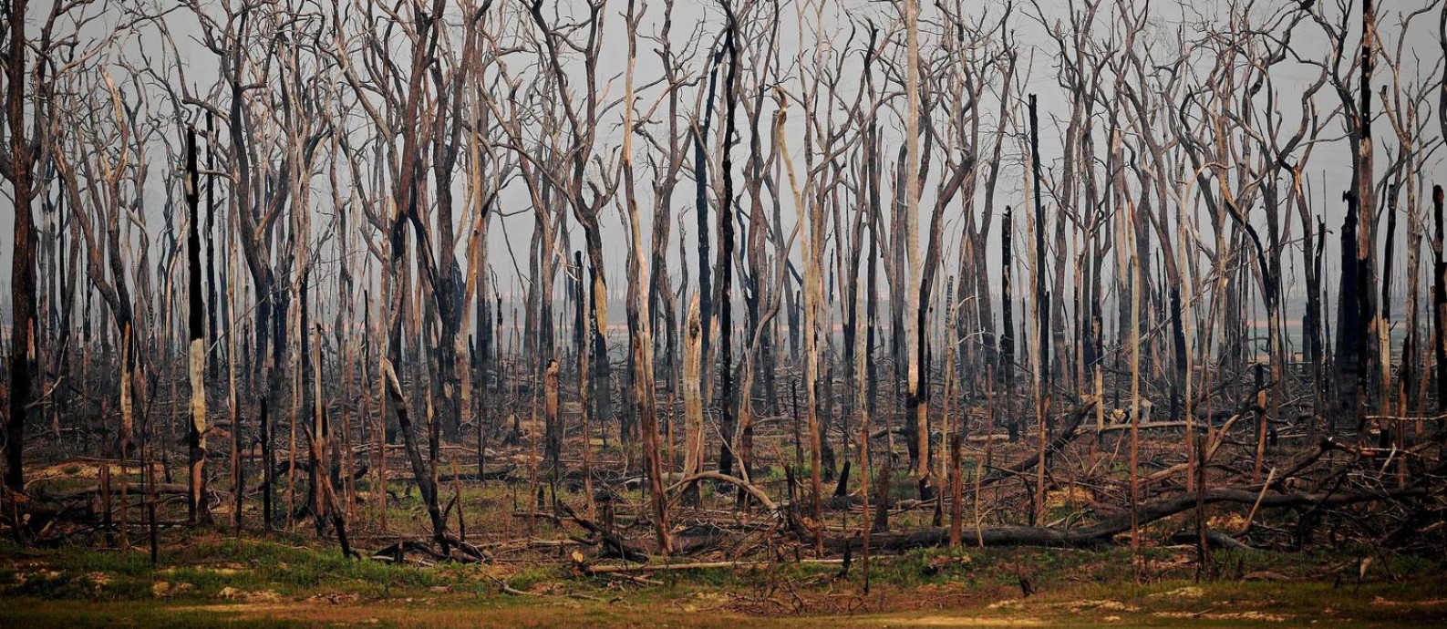 Futuro consumido. Área da Amazônia em Rondônia atingida por queimada em agosto de 2019: a perda de vegetação eleva a temperatura da floresta, afetando o regime de chuvas, um fator decisivo para a produção agrícola do país Foto: CARL DE SOUZA / AFP