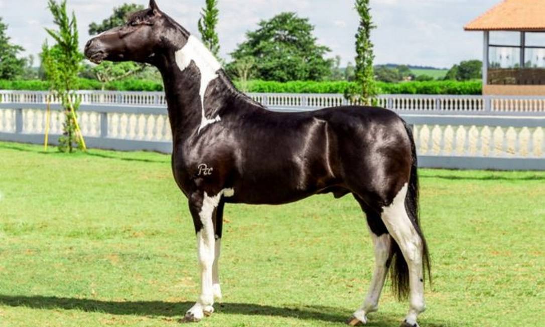 Cavalo Franco do Pec, da raça mangalarga, era considerado uma promessa em competições de equinos anos atrás Foto: Reprodução