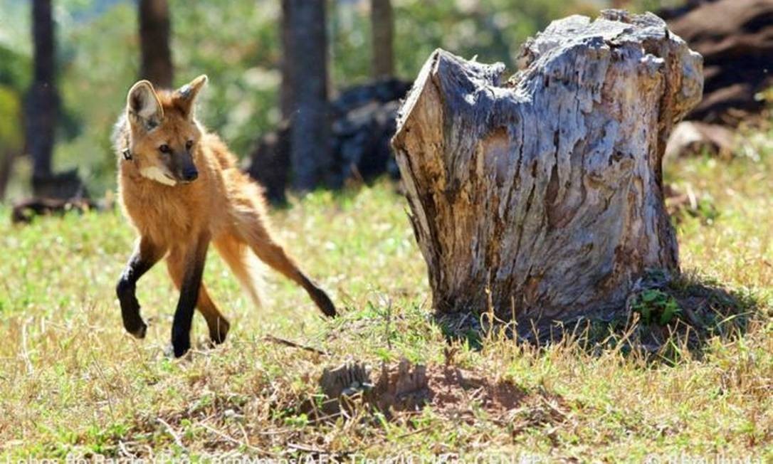 Lobo-guará, o 'semeador de árvores', que é ameaçado na natureza e ...