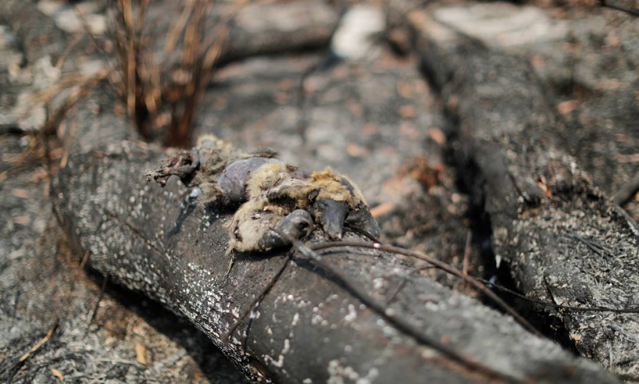Um tamanduá morto é visto em um tronco queimado em uma área da selva amazônica, perto de Apuí, no Amazonas Foto: UESLEI MARCELINO / REUTERS