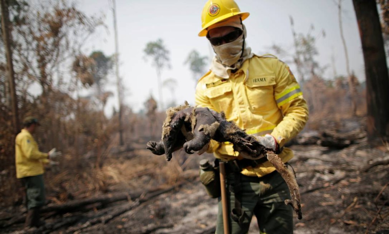 Membro da brigada de incêndio do Instituto Brasileiro do Meio Ambiente e dos Recursos Naturais Renováveis (Ibama) encontra tamanduá morto enquanto tentava controlar focos de incêndios, em uma área da selva amazônica perto de Apuí, no Amazonas Foto: UESLEI MARCELINO / REUTERS