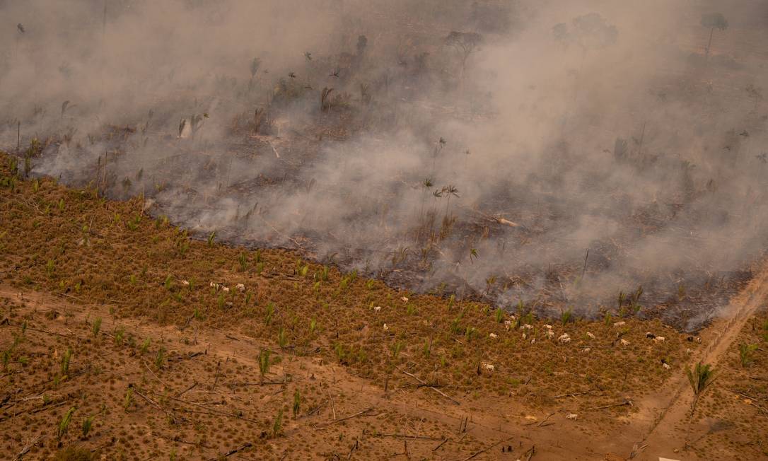 Gado pasta próximo a frente fogo em Lábrea, no sudeste do Amazonas. O município foi um dos mais desmatados e queimados da região em 2020 Foto: Christian Braga / Agência O Globo