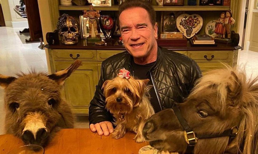 Arnold Schwarzenegger com seus pets: cachorro, burrinho, minipônei Foto: Reprodução