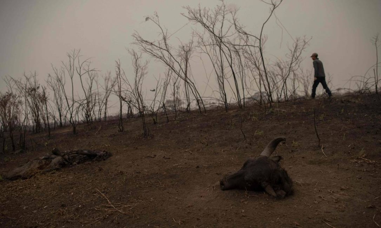 Um guia turístico caminha ao lado de uma carcaça de búfalo encontrada dentro de uma área queimada, enquanto busca sinais de uma onça-pintada ferida, na estrada do parque da Transpantaneira) Foto: MAURO PIMENTEL / AFP - 13/09/2020