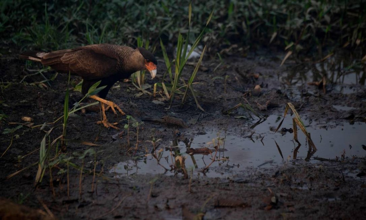 Um carcará é visto pegando água de uma poça de lama no Pantanal, na estrada do parque da Transpantaneira. Queimadas na região cresceram 210% neste ano, segundo dados do Instituto Nacional de Pesquisas Especiais (Inpe) Foto: MAURO PIMENTEL / AFP - 13/09/2020