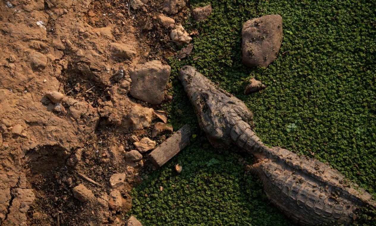 Um jacaré morto é visto na estrada do parque Transpantaneira. Pantanal é a área ambiental que tem registrado o maior crescimento de incêndios desde o primeiro do governo Bolsonaro Foto: MAURO PIMENTEL / AFP