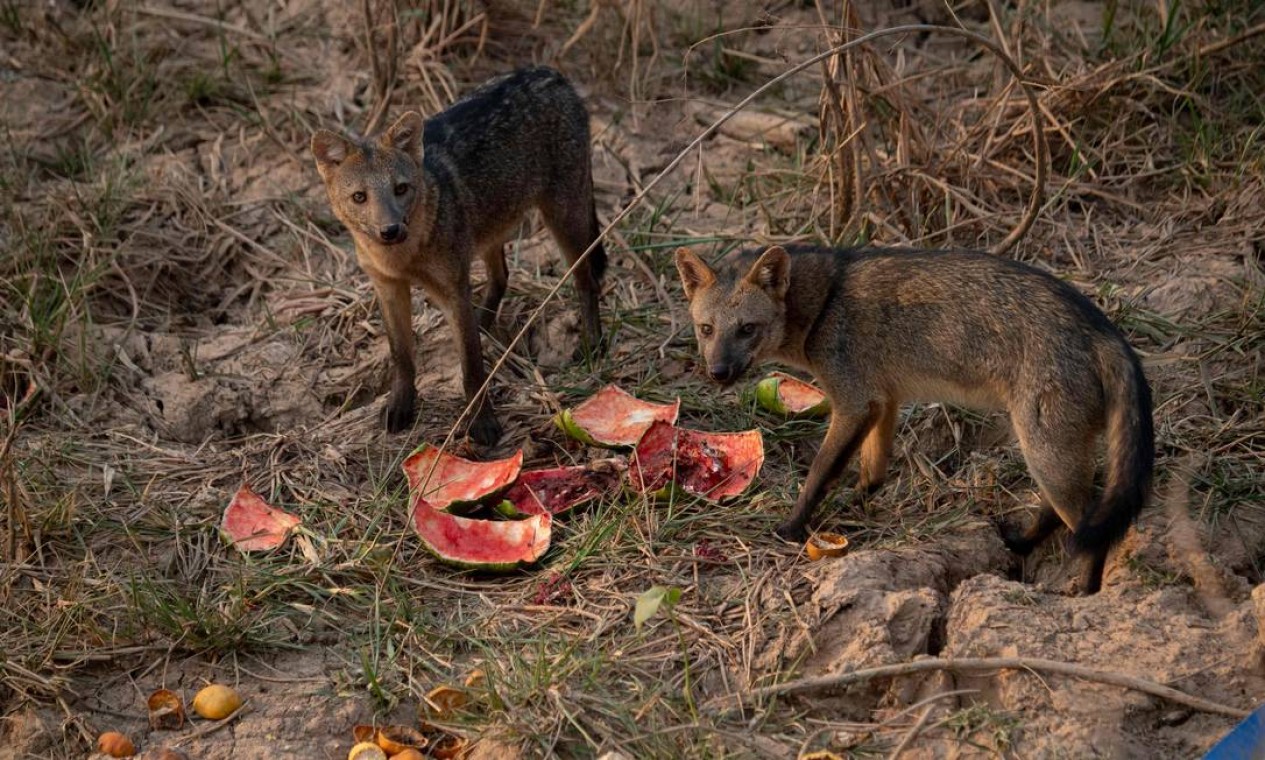 Raposas são vistas comendo uma melancia deixada por protetores de animais no Parque Transpantaneira Foto: MAURO PIMENTEL / AFP