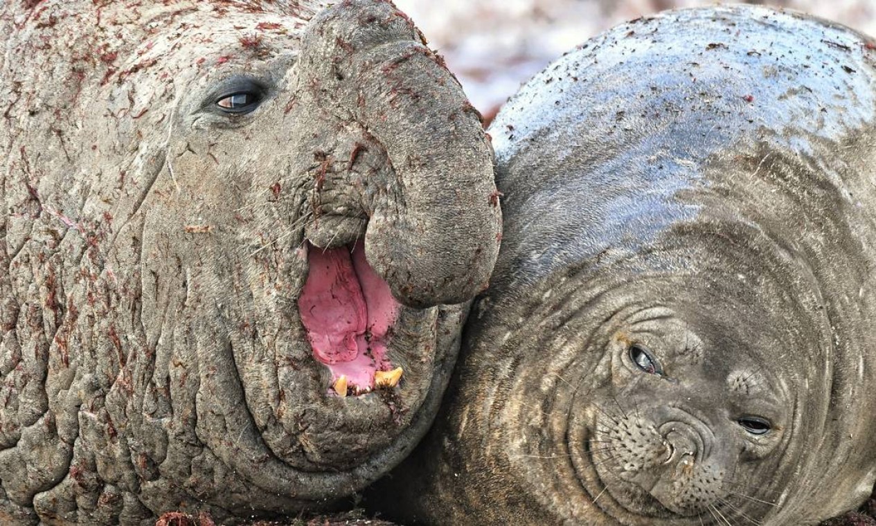 Os Animais Mais Engraçados do Mundo 05