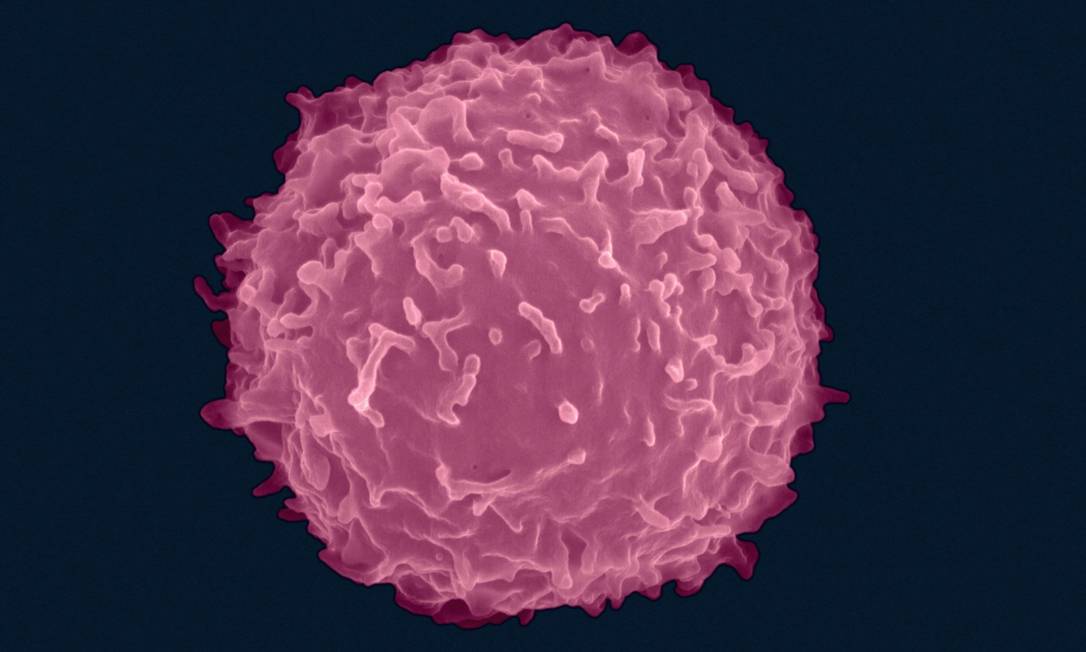 Linfócito: estudo indica que SarsCov-2 pode infectar célula Foto: Visuals Unlimited / Visuals Unlimited