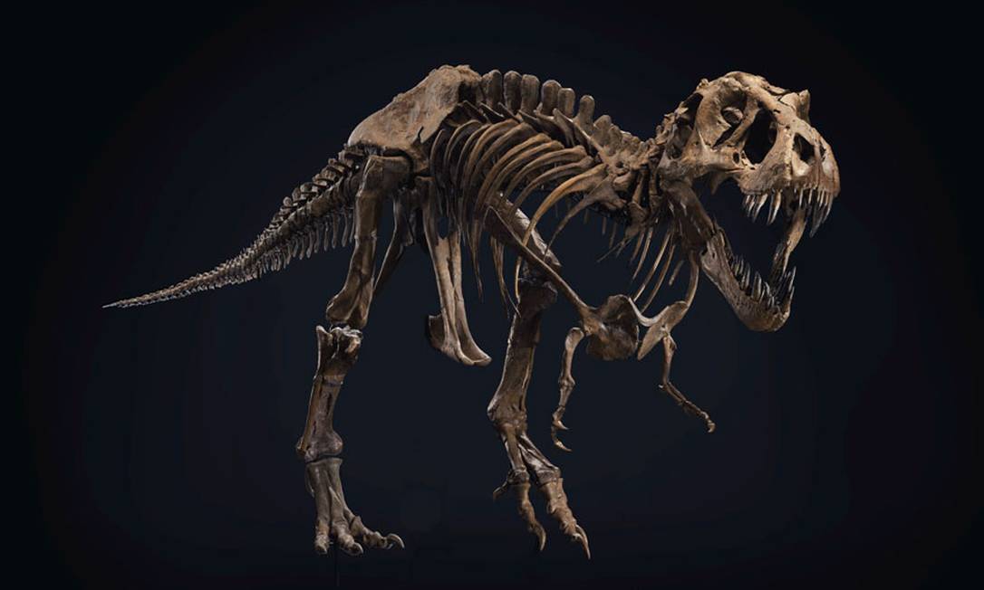 Stan, um dos mais completos esqueletos de T-rex, será leilado em outubro Foto: Divulgação