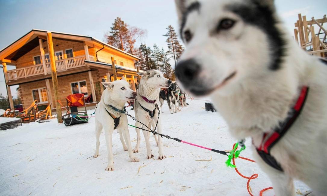 Cachorros usados para puxar trenós na Lapônia, no norte da Finlândia Foto: Jonathan Nackstrand / AFP