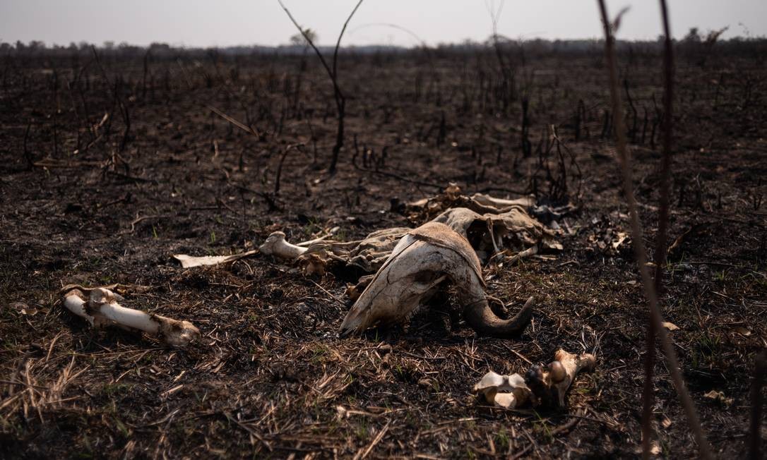 Segundo o Ibama, ao menos 2,9 milhões de hectares do Pantanal foram queimados em 2020, o equivalente a 19 vezes a área da cidade de São Paulo Foto: Gustavo Basso / Agência O Globo