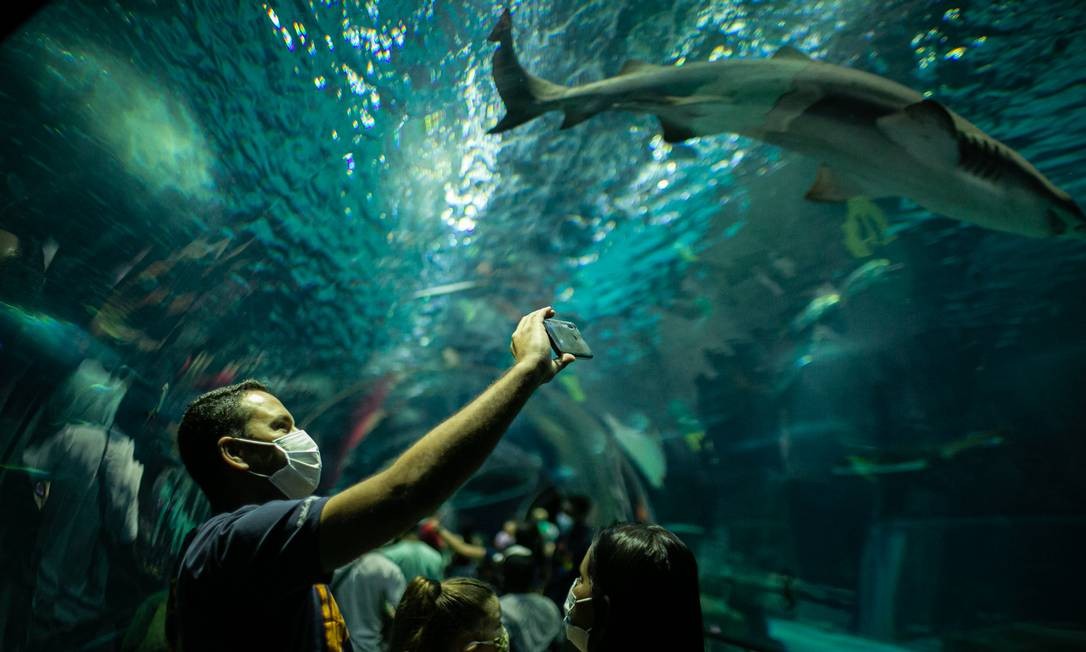 Vontade de registrar o momento perfeito ao lado de tubarões e arraias leva, muitas vezes, turistas a se aglomerarem dentro dos túneis de visitação Foto: Hermes de Paula / Agência O Globo