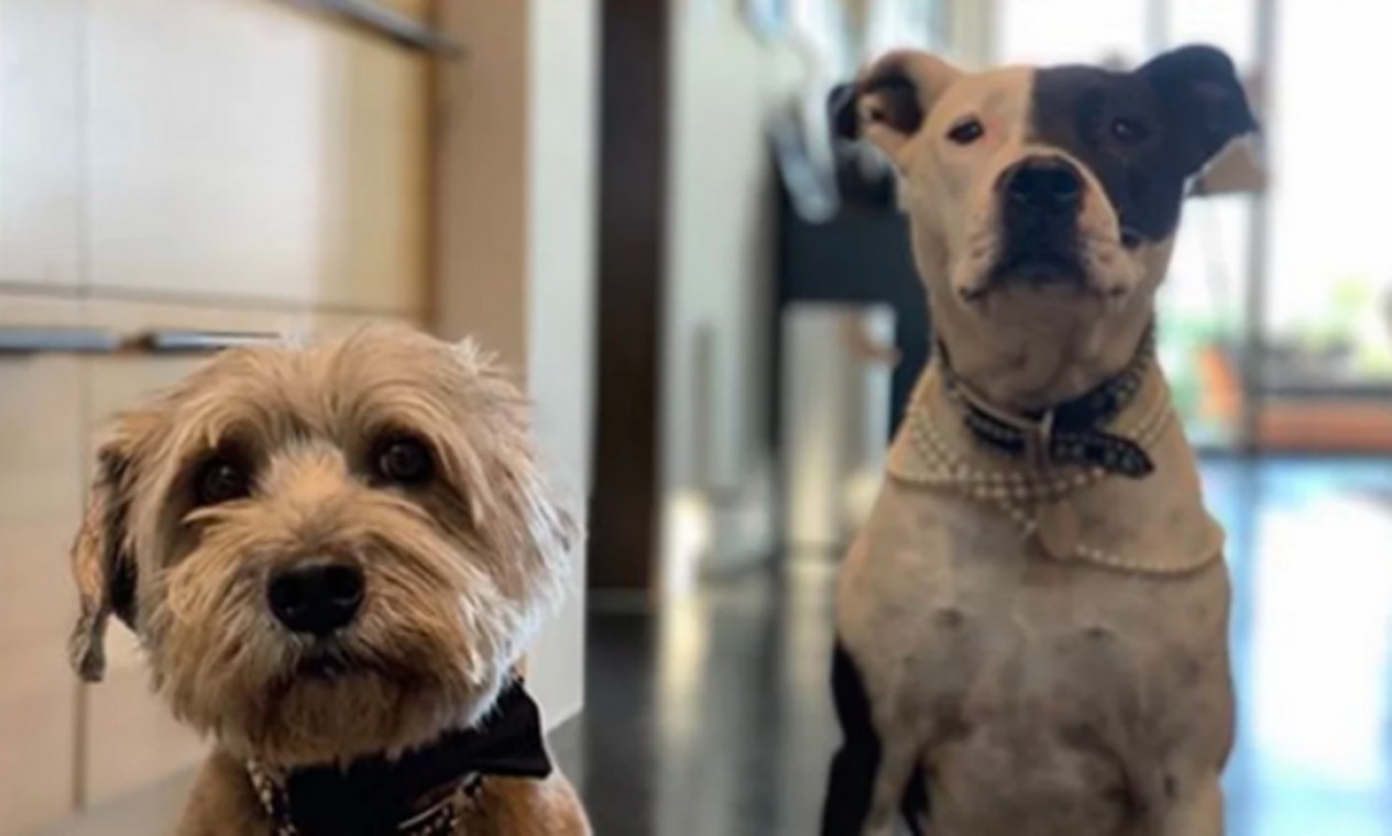 Os cachorros de Jennifer Aniston, Clyde and Sophie, prontos para a cerimônia Foto: Instagram