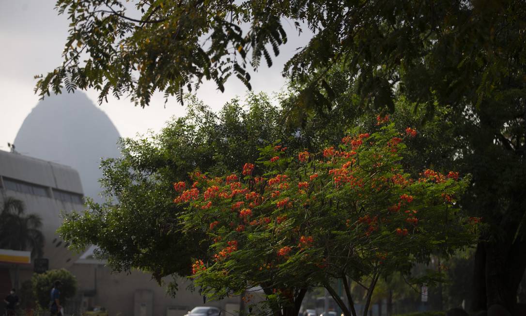Antes mesmo da chegada da primavera, árvores floridas na Avenida das Nações, em Botafogo Foto: Márcia Foletto/18-9-2020 / Agência O Globo