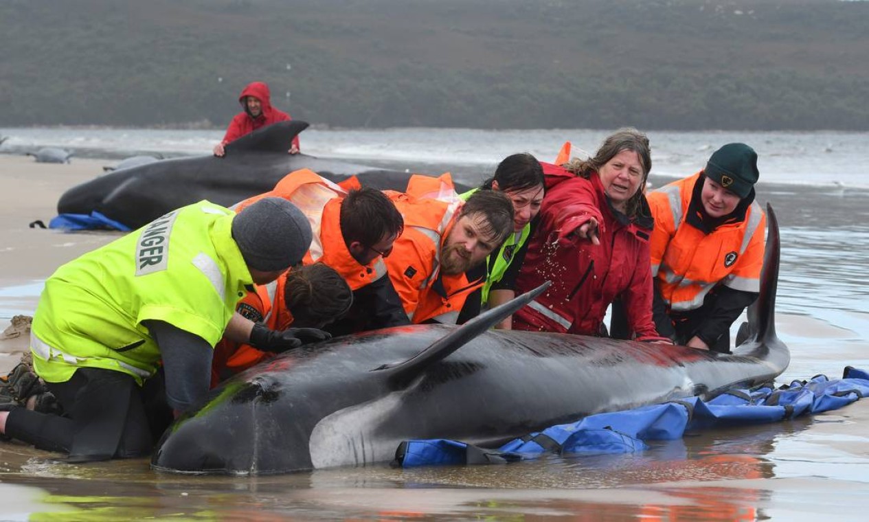 Setembro - Ao menos 380 baleias-piloto encalhadas em uma baía da Tasmânia, sul da Austrália, morreram, apesar das várias tentativas de salvamento Foto: Brodie Weeding / AFP - 22/09/2020