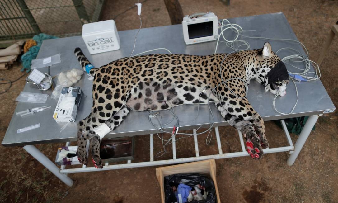 An adult jaguar named Amanaci receives stem cell treatment on his feet after being burned during a fire in the Pantanal, at the NGO Instituto Nex Photo: UESLEI MARCELINO / REUTERS