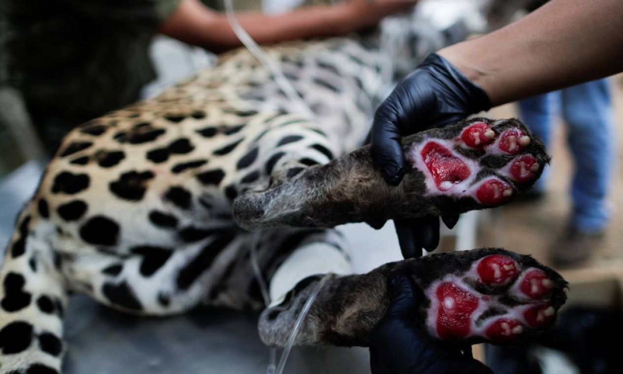 Cuidador mostra feridas de queimadura nas patas de uma onça-pintada adulta chamada Amanaci sofrida após um incêndio no Pantanal, enquanto o animal passava por tratamento com células-tronco, na ONG Instituto Nex em Corumbá de Goiás Foto: UESLEI MARCELINO / REUTERS