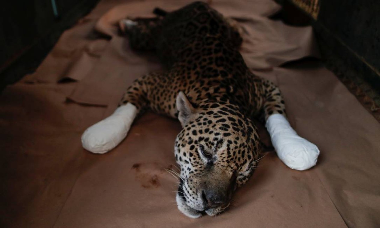 Depois de receber o tratamento e curativo nas patas, Ousado descansa, na ONG Instituto Nex Foto: UESLEI MARCELINO / REUTERS