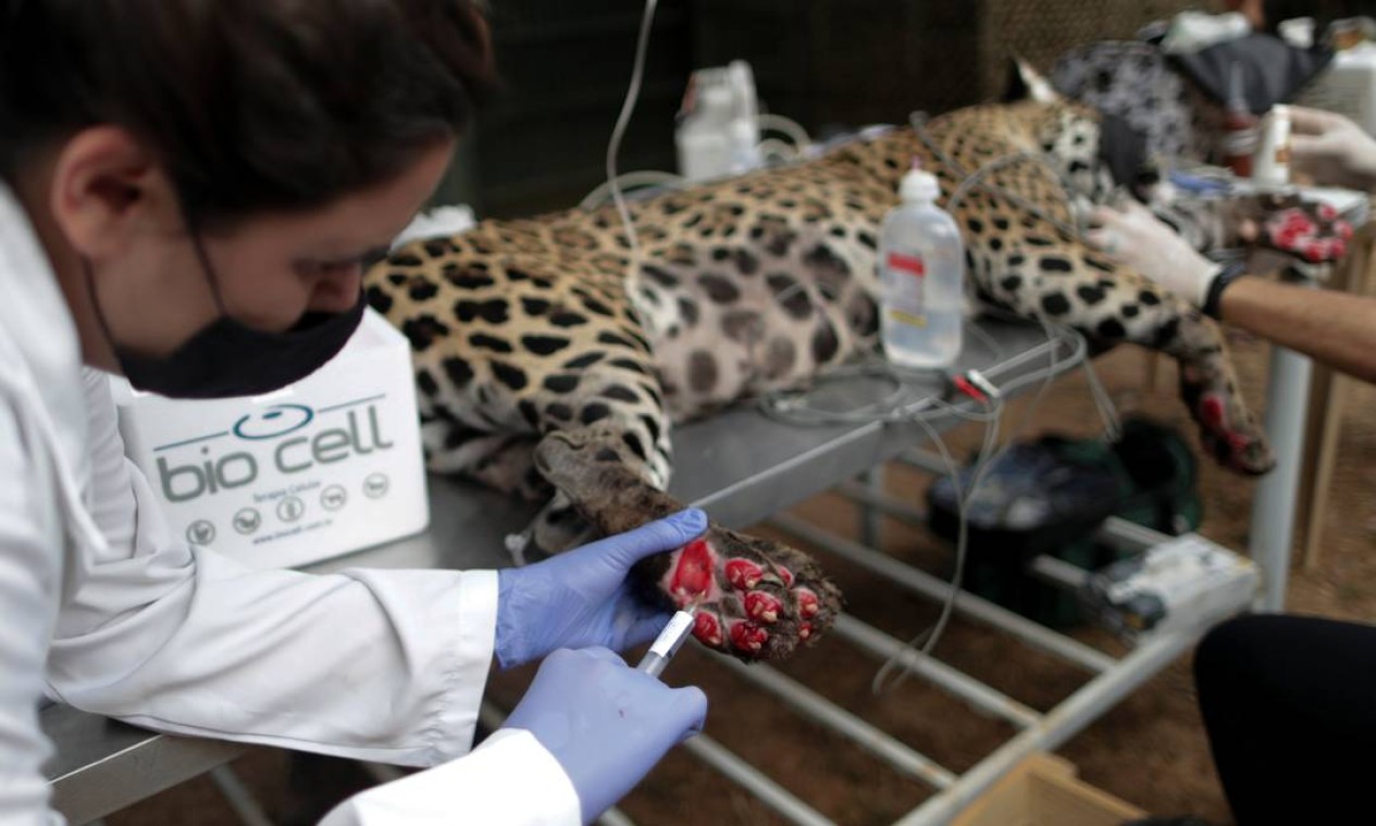 Veterinária Patricia Malard aplica tratamento com células-tronco nas patas de uma onça-pintada adulta chamada Amanaci que sofreu queimaduras em um incêndio no Pantanal, na ONG Instituto Nex Foto: UESLEI MARCELINO / REUTERS