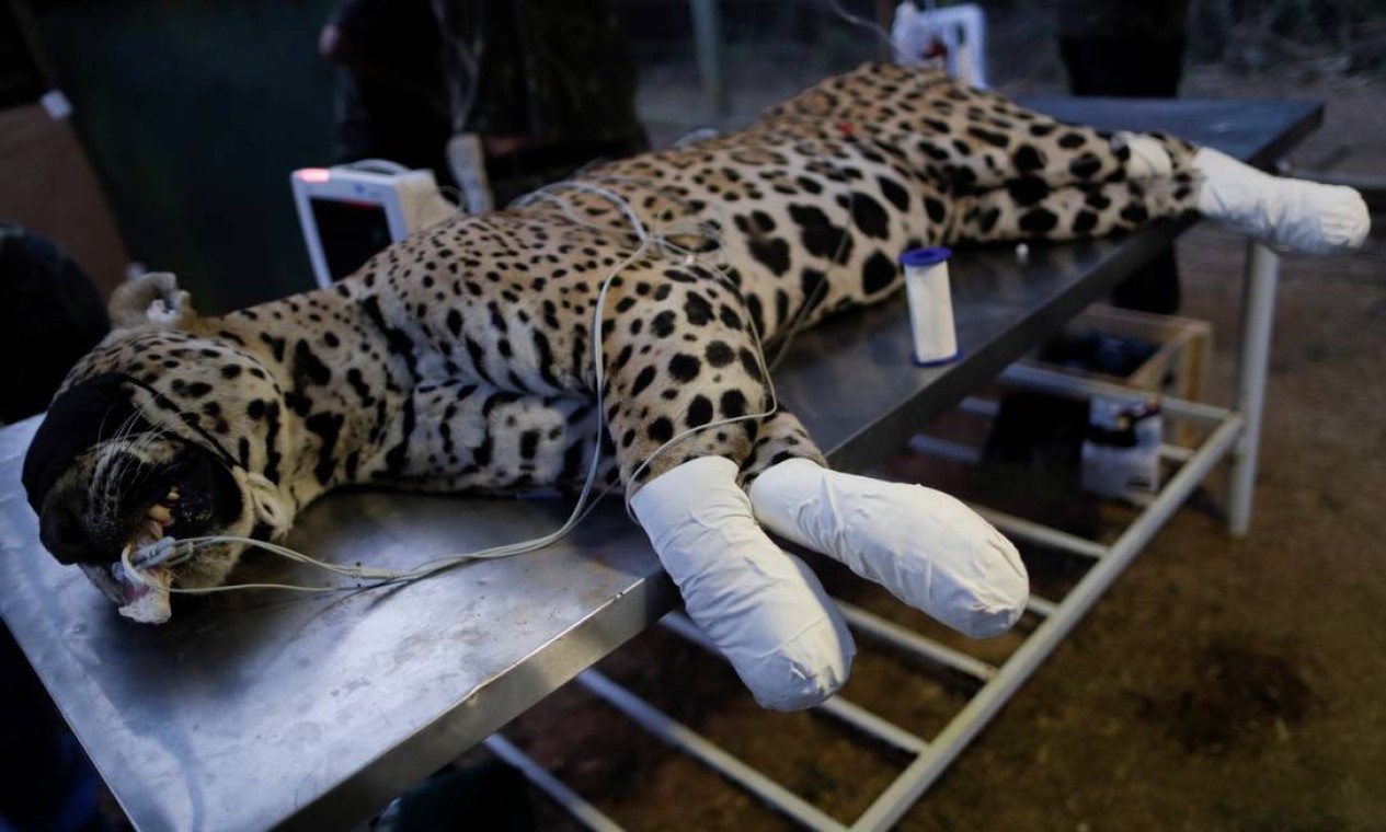 Ousado aparece em maca veterinária sedado, após receber curativos nas patas Foto: UESLEI MARCELINO / REUTERS