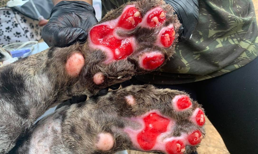 As patinhas queimadas do Ousado quando o animal chegou ao Instituto Nex Foto: Divulgação