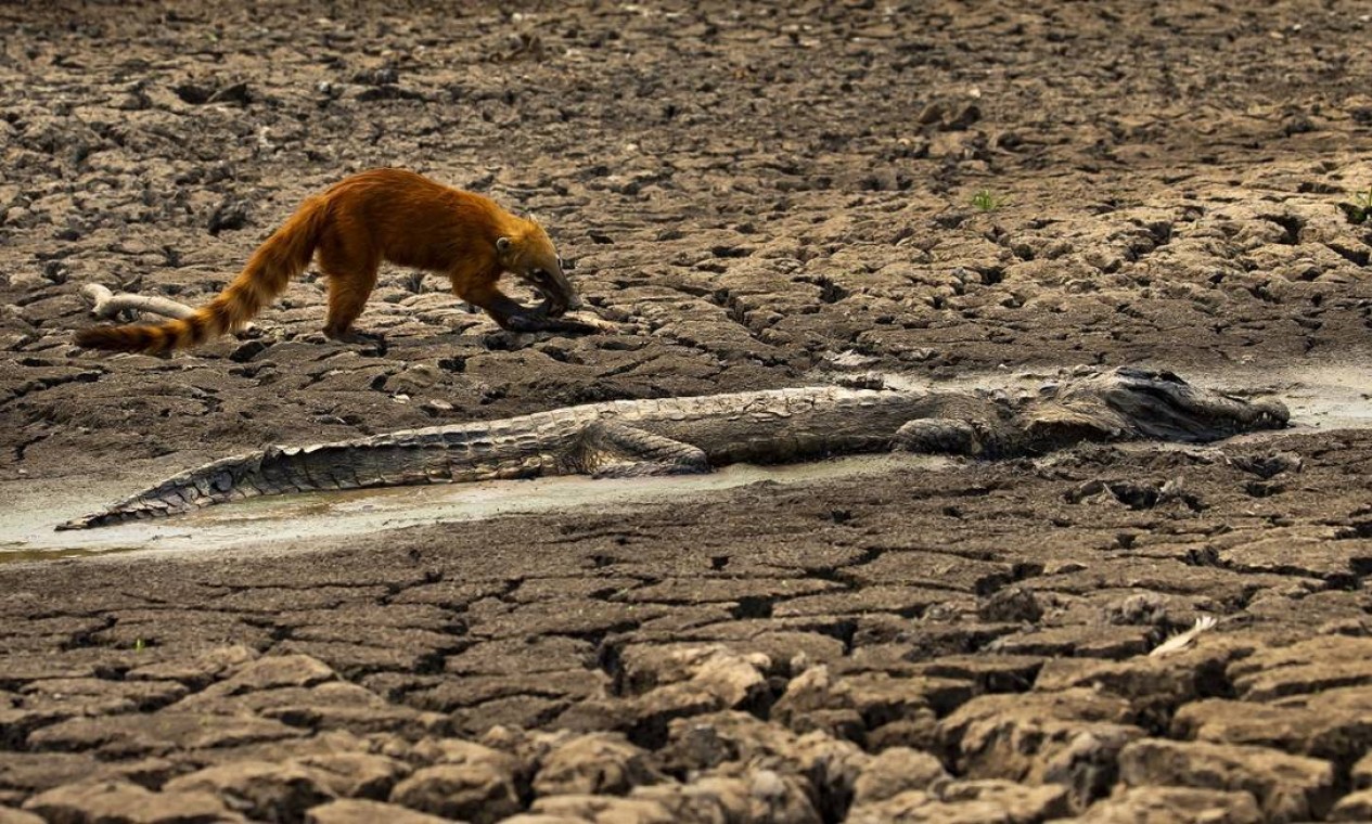 Quati procura comida perto do corpo de um jacaré, que morreu queimado nos incêndios que devastam o Pantanal, no Mato Grosso Foto: Araquém Alcântara / Divulgação