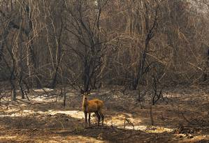 A deer from the Pantanal appears among completely burned trees in the region of the Transpantaneira Highway, in Mato Grosso Photo: Araquém Alcântara / Divulgation