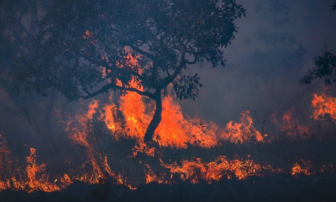 As queimadas começaram em junho e já são consideradas as mais devastadoras dos últimos 50 anos pelos especialistas Foto: Araquém Alcântara / Divulgação