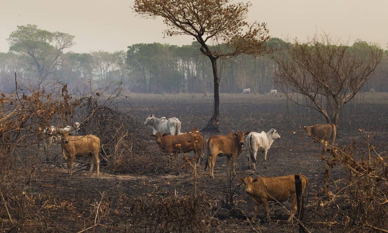 O gado também sofre com os incêndios que já destruíram cerca de 20% do Pantanal só em 2020 Foto: Araquém Alcântara / Divulgação