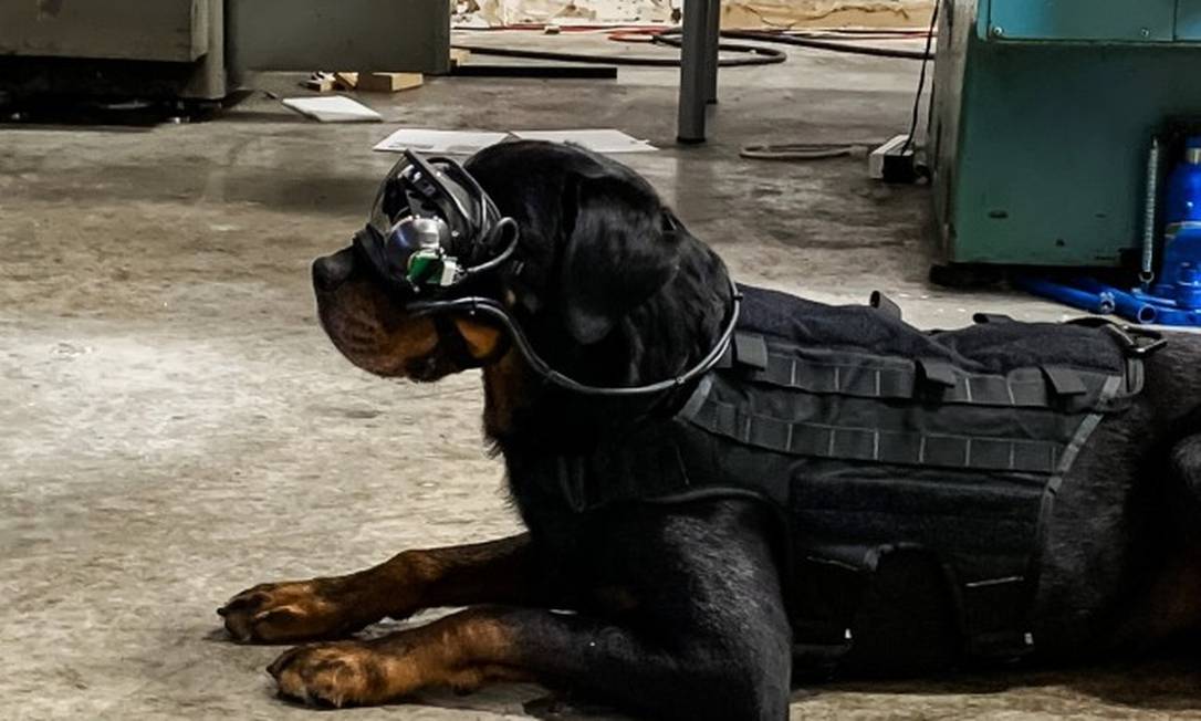 Os óculos de realidade aumentada permitem que soldados deem comandos visuais aos cães a distância Foto: US Army