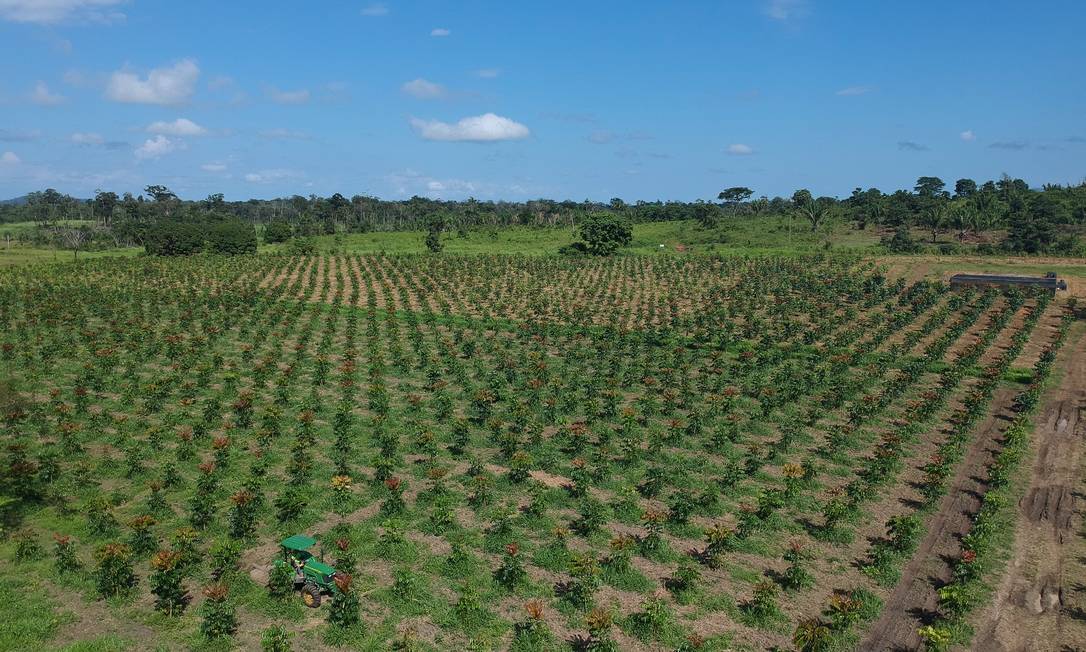 Plantação de mogno africano, cujos recursos são administrados pela Radix: uma árvore leva 16 anos para chegar ao ponto de corte Foto: Divulgação / Agência O Globo