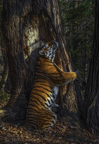 O tigre siberiano, veloz caçador em perigo de extinção