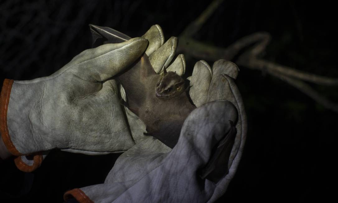 Mais de 200 tipos de coronavírus foram descobertos em morcegos em todo o mundo.  Após a coleta do material, os mamíferos são cadastrados e liberados novamente Foto: Márcia Foletto / Agência O Globo