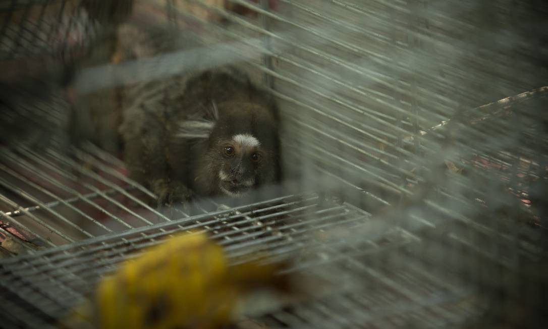 Macaco sagüi capturado para Fiocruz coletar amostra para estudo Foto: Márcia Foletto / Agência O Globo