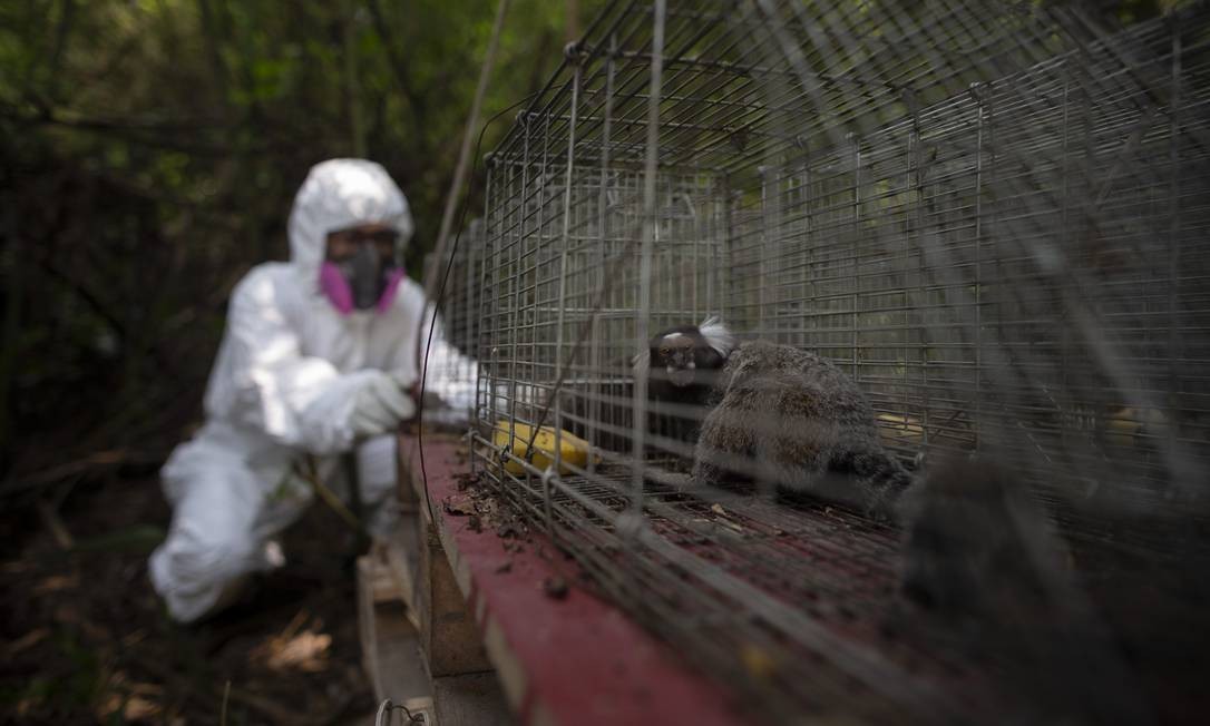 Em linha com os estudos globais em andamento da África à Ásia, o projeto é liderado pela Fiocruz Mata Atlântica em colaboração com o Laboratório de Vírus Respiratórios e Sarampo e Virologia Comparada e Ambiental, ambos do Instituto Oswaldo Cruz (COI / Fiocruz) Foto: Márcia Foletto / Agência O Globo