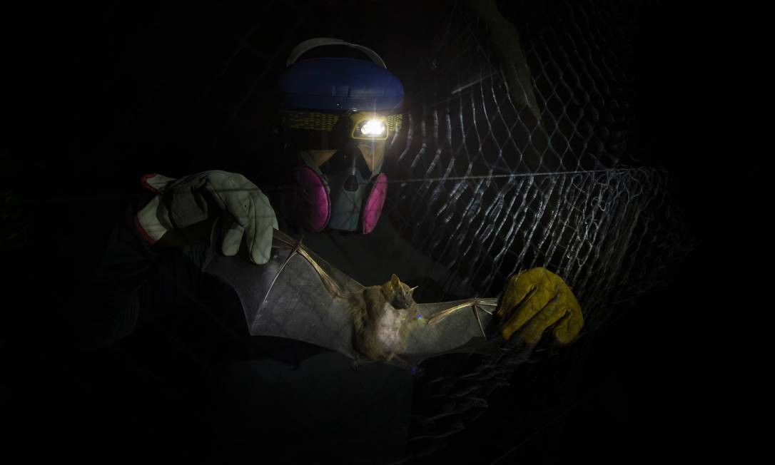 Morcegos são capturados por telas instaladas no mato, no Campus Fiocruz, Mata Atlântica, em Jacarepaguá. Cobertos da cabeça aos pés por EPIs, cientistas da Fiocruz buscam animais que possam conter vírus com potencial de causar pandemias Foto: Márcia Foletto / Agência O Globo