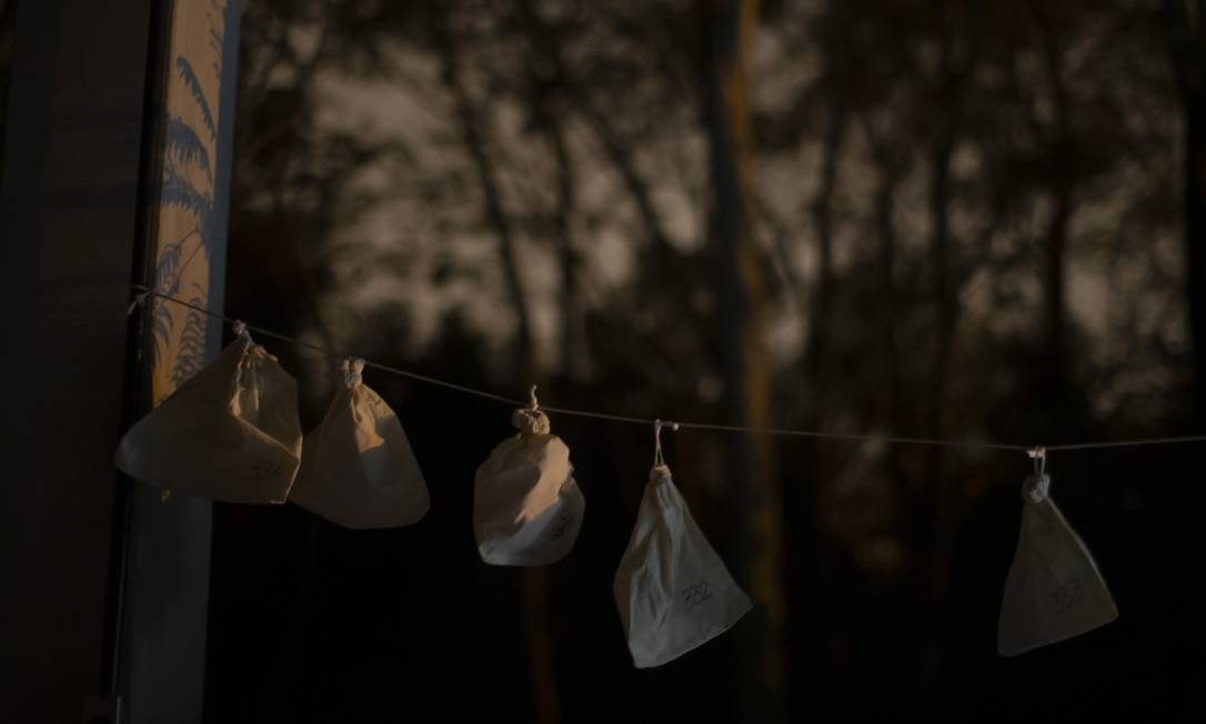 Depois de capturados e colocados em sacos de tecido, os morcegos são pesados, o material é coletado, gravado e liberado Foto: Márcia Foletto / Agência O Globo