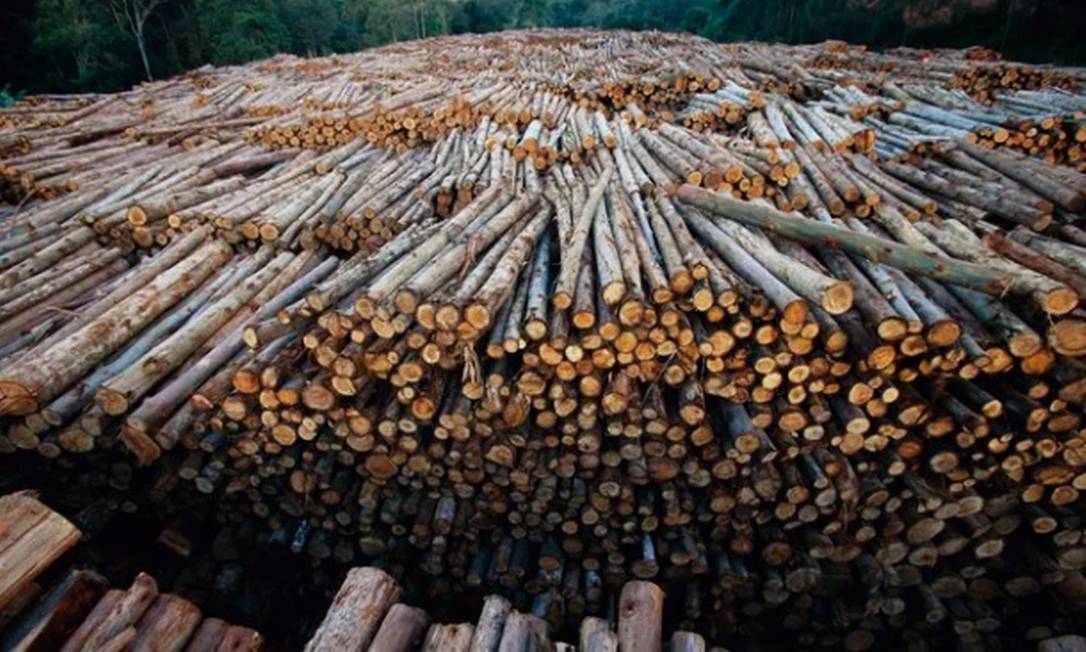 O Pará é hoje o principal e maior exportador de madeira amazônica. Foto: Mark Moffett