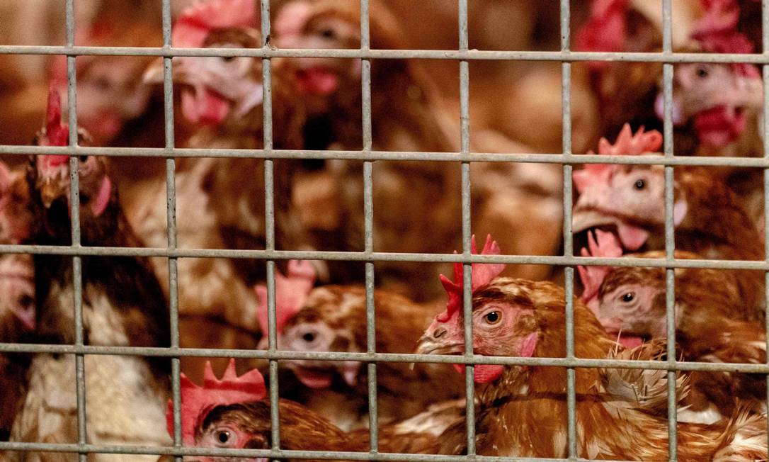 Casos de gripe aviária foram registrados em fazendas na Europa Foto: SANDER KONING / AFP